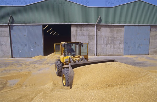 Tractor shovelling grain