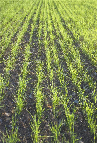 Grass Seedlings Growing in a Field