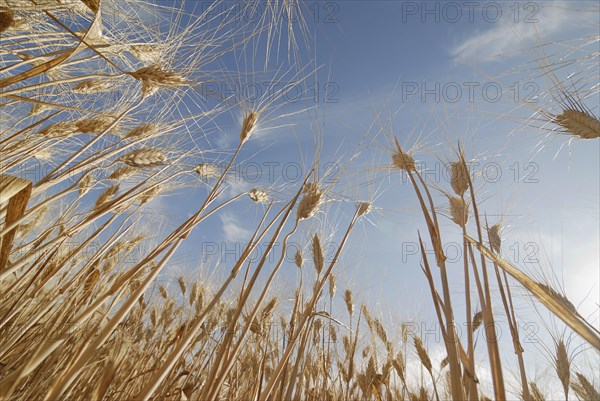 Stalks of ripe wheat close-up low angle view