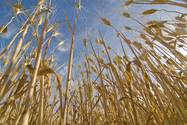 ripe stalks of wheat low angle view