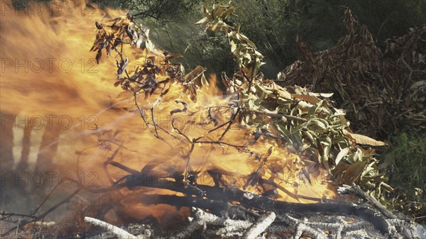 Raging fire consuming branches of trees