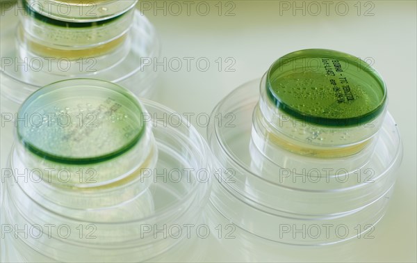 Petri dishes