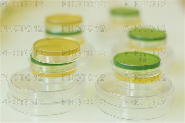 petri dishes in laboratory