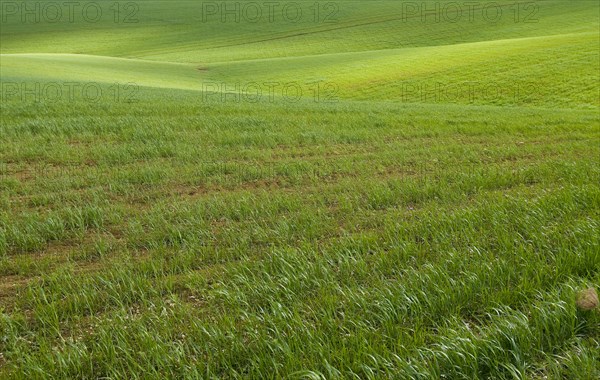 Spain Andalusia fields of wheat spring