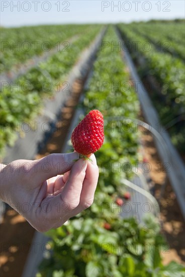 hand of woman holding ripe strawberry