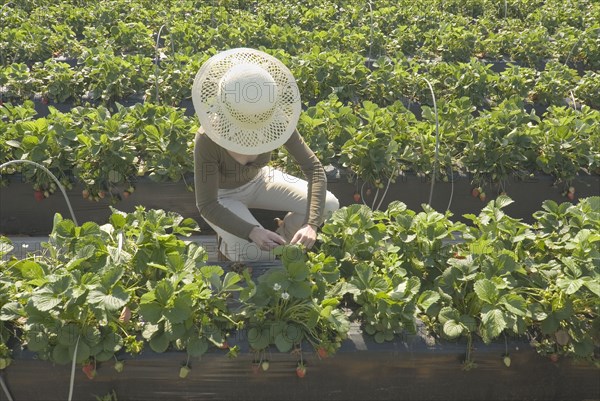Woman wearing straw hat tending to plants in strawberry plantation