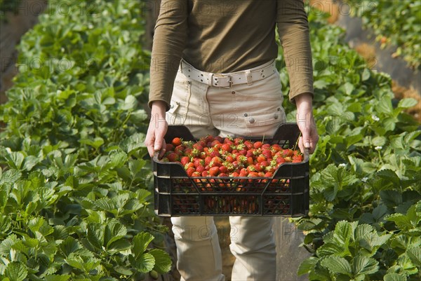 Woman holding crate of strawberries low section