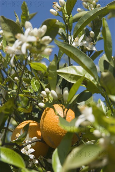 Orange fruit and blossom on orange tree close-up