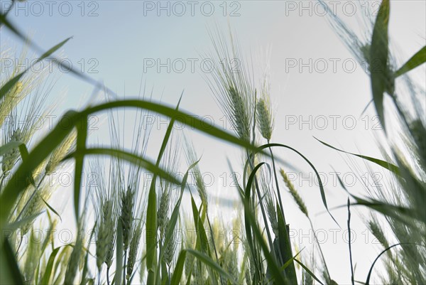 Stalks of young wheat close-up low angle view