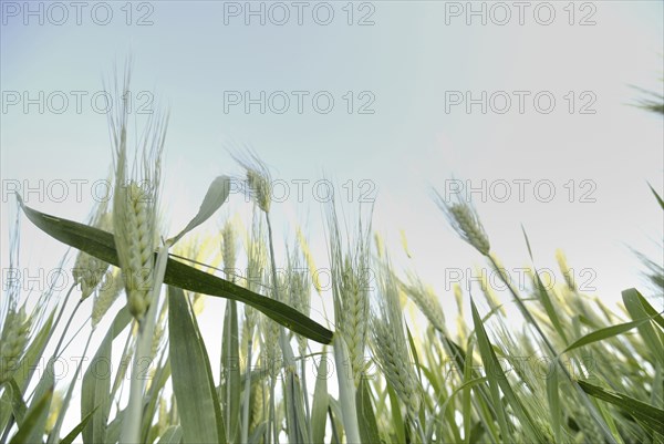 stalks of wheat low angle view