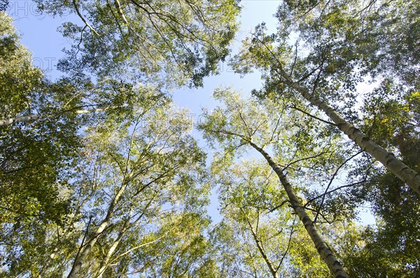 crown of stand of birch trees