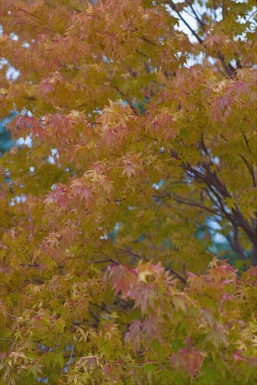 Leaves colored autumn red