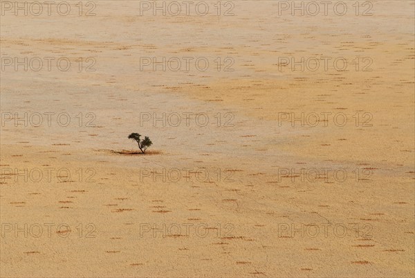 Namibia single tree at Namib Desert aerial view