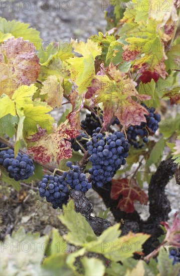 Rripe grapes on vine in autumn colors