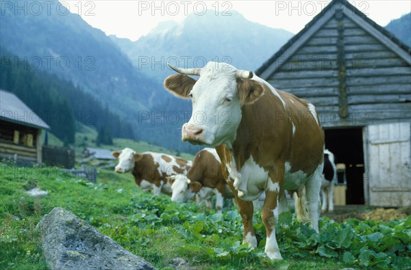 Cows grazing in farm field under remote mountains