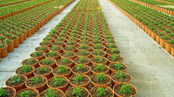 Seedlings growing in pots by dirt roads