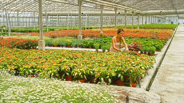 Hispanic woman working in industrial greenhouse