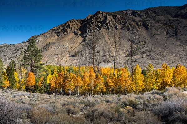 Autumn trees and remote mountains