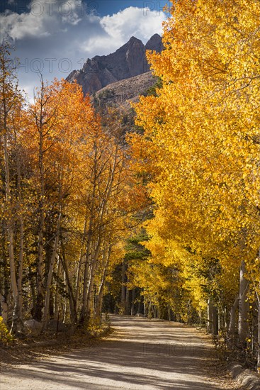 Autumn trees over dirt path