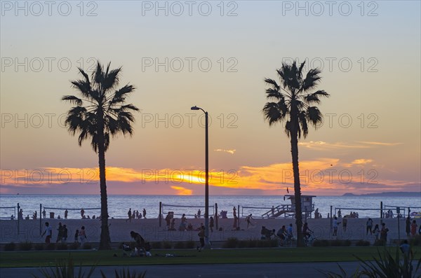 Palm trees on beach at sunset