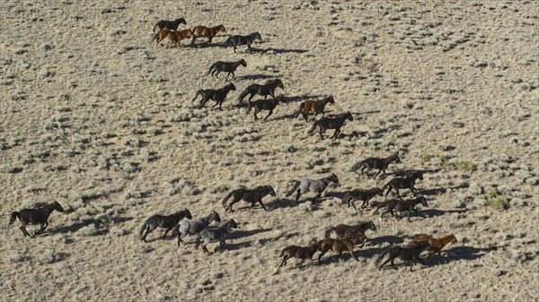 Wild mustangs running in landscape