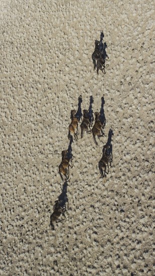 Wild mustangs running in landscape