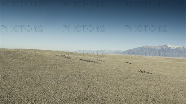 Wild mustangs running in landscape
