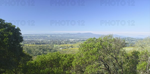 Trees in landscape