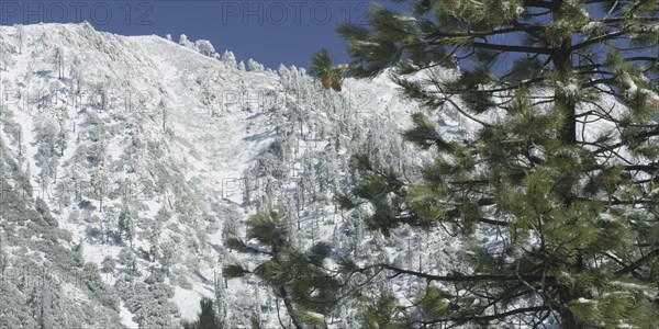 Snow and trees in mountain landscape