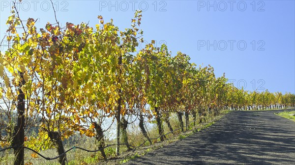 Vineyard near road