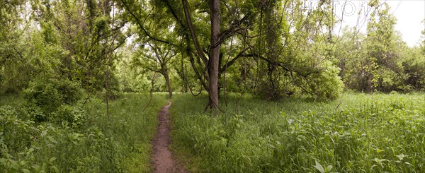 Dirt path through grass in rural forest