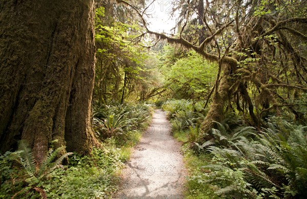 Dirt path through trees in remote forest