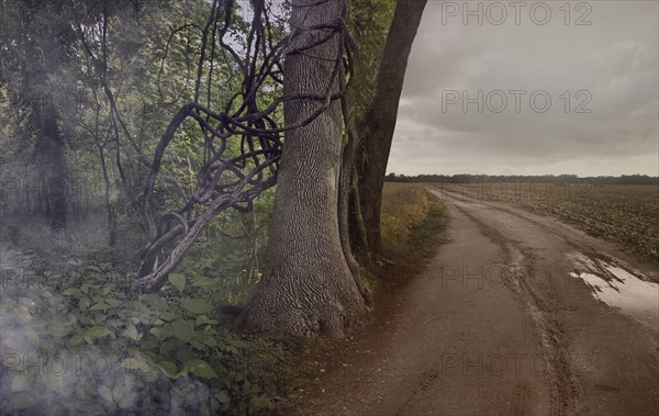 Dirt path by forest and rural fields