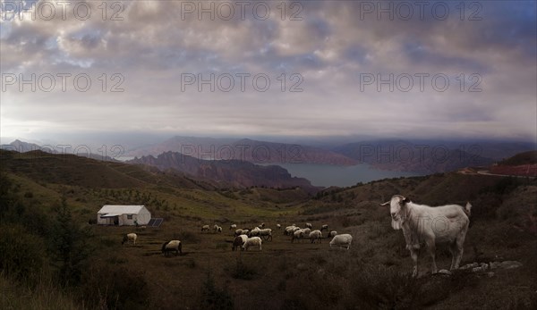 Animals grazing on remote hillside