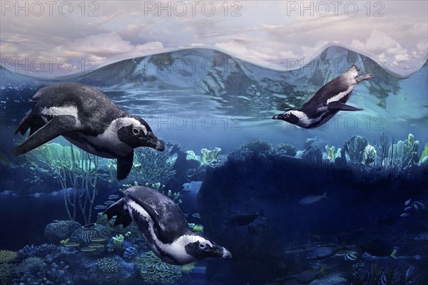 Penguins swimming underwater