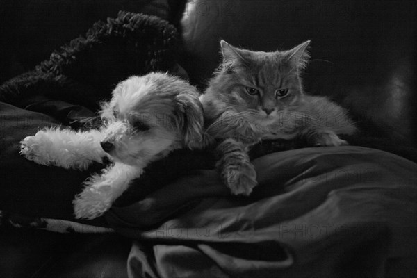 Pets snuggling on sofa