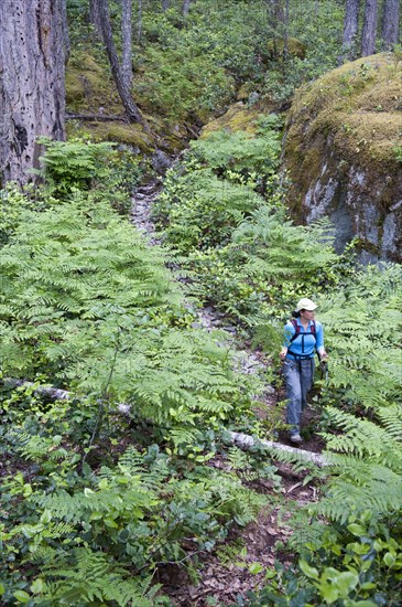 Hispanic woman hiking in woods