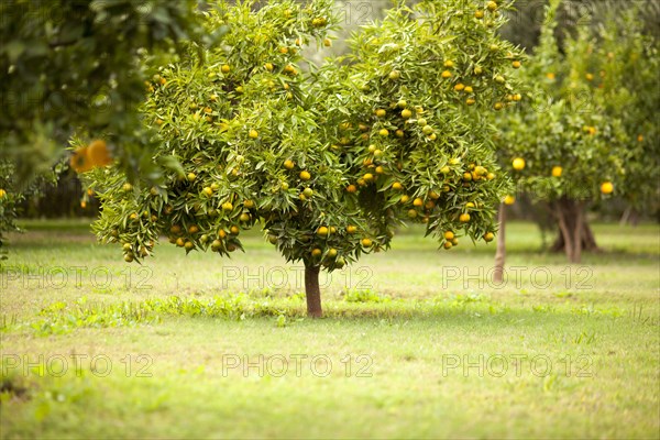 Fruit tree in rural field