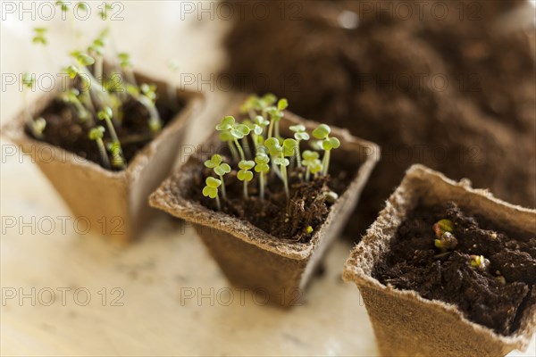 Seedlings in soil