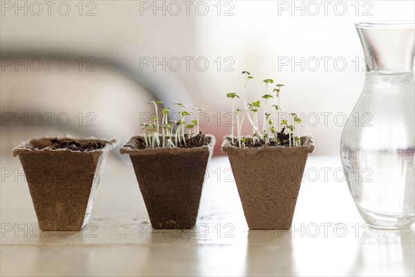 Seedlings near vase of water