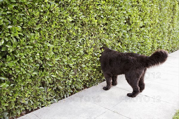 Dog peering into hedge