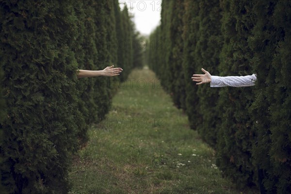 Arms of man and woman reaching from hedges