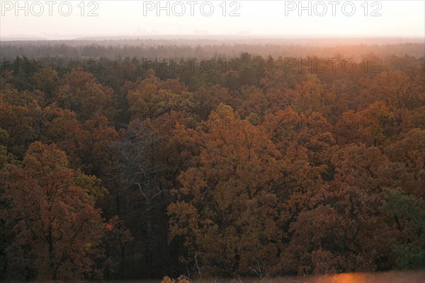 Scenic view of forest in autumn