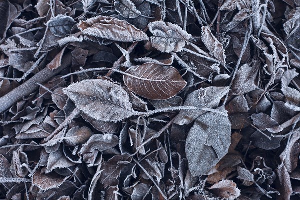 Frost on leaves