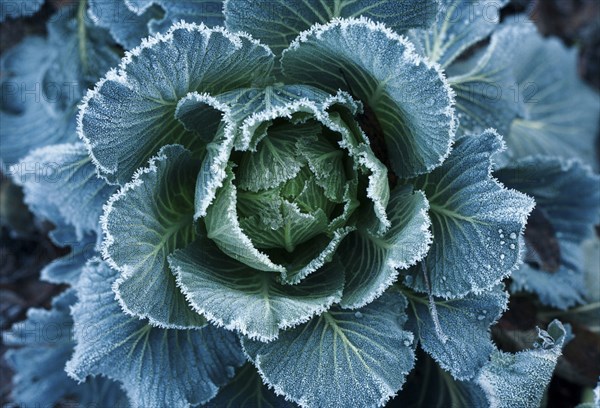 Frost on leaves of lettuce