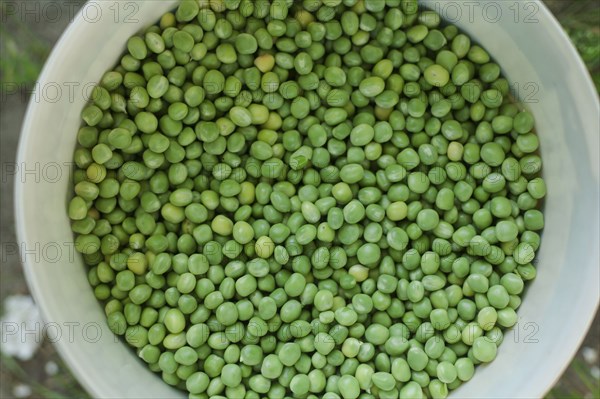 Bowl of green peas