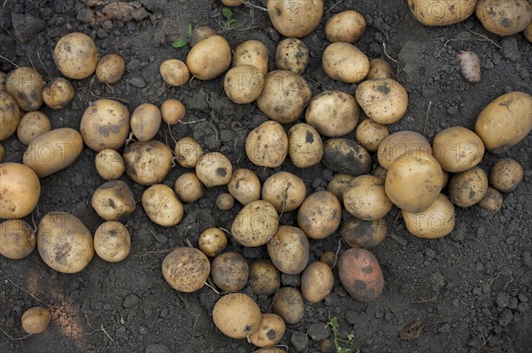Potatoes on dirt