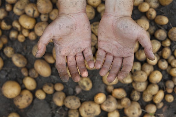 Dirty hands over potatoes