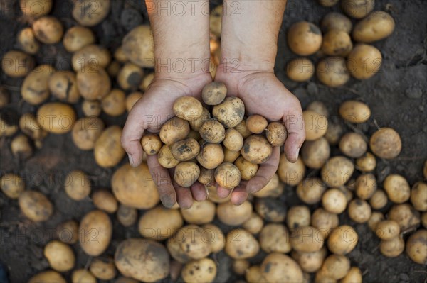 Dirty hands holding potatoes