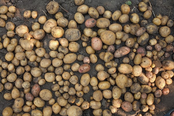 Potatoes in dirt